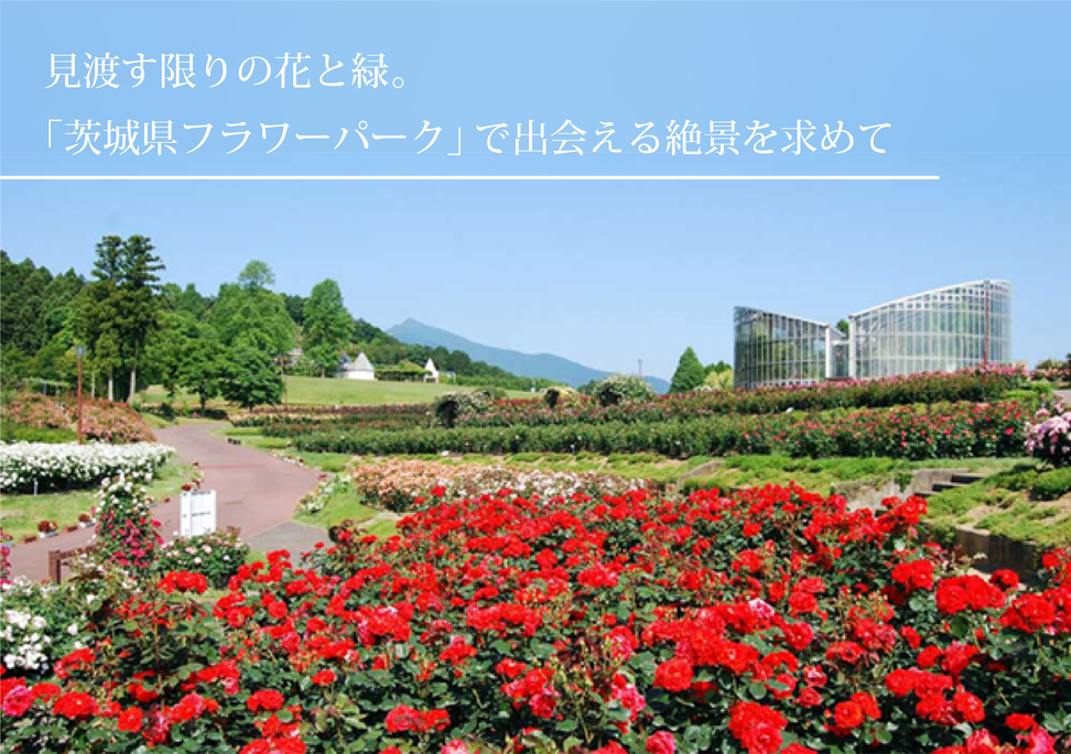 見渡す限りの花と緑。「茨城県フラワーパーク」で出会える絶景を求めて