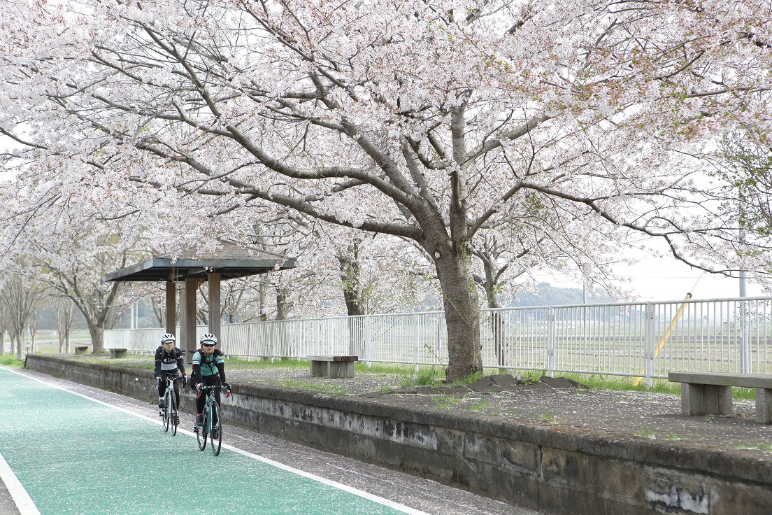 春のサイクリングはつくば霞ヶ浦りんりんロードへ！